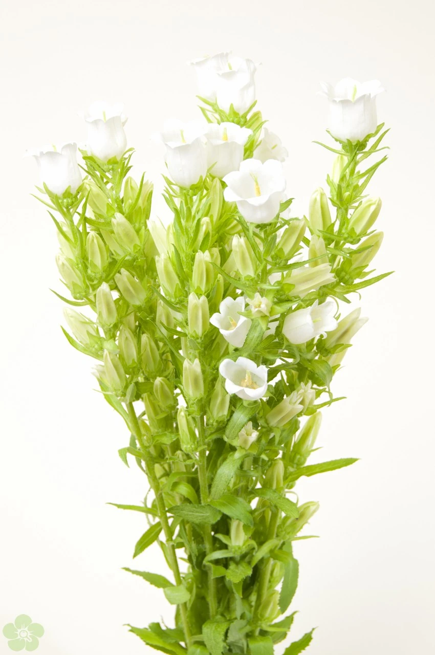 Campanula blauw.jpg